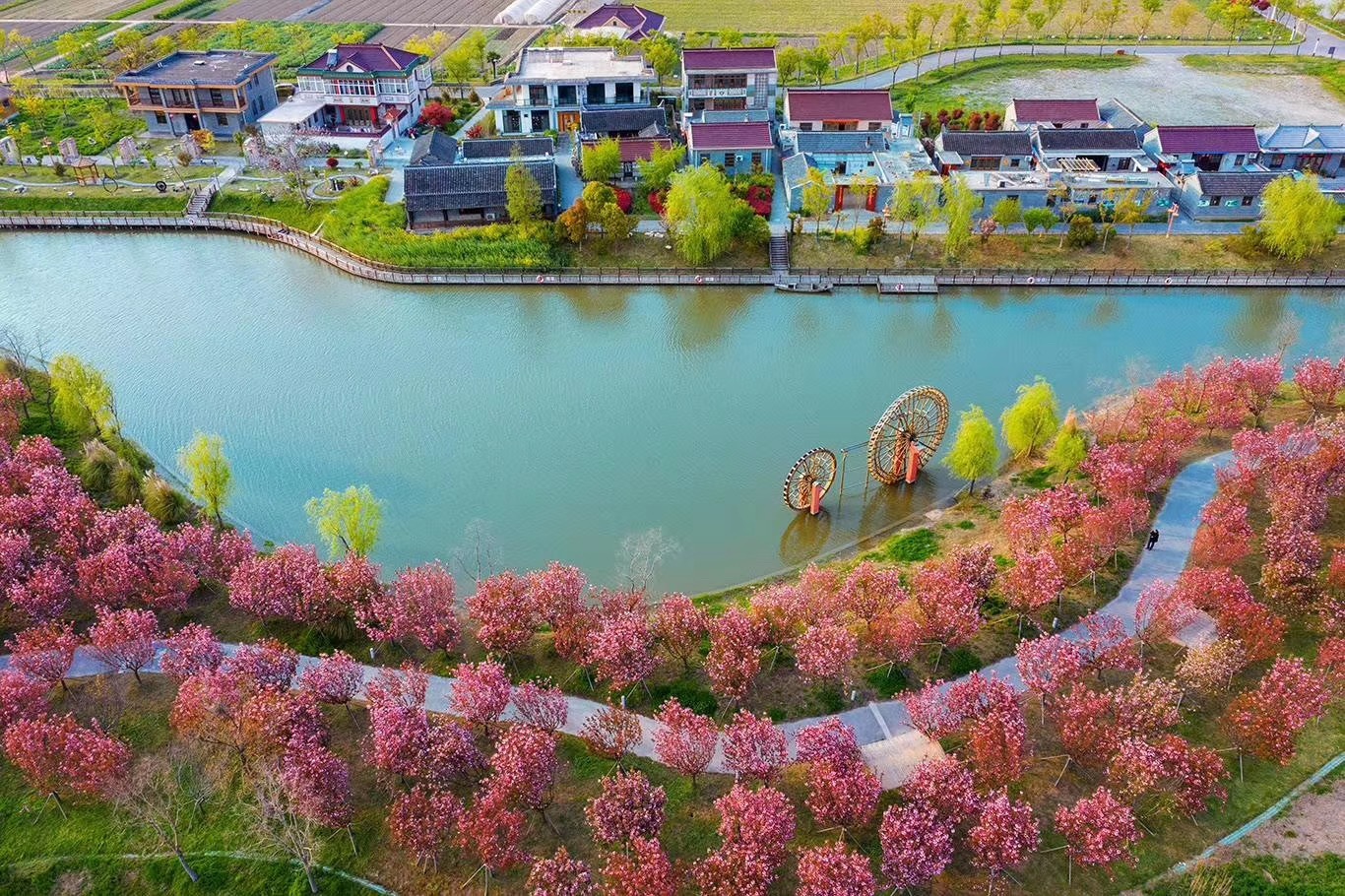 姜堰小楊村:家庭農場成就致富夢